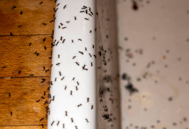 Best Local Pest Control Services  in Keizer, OR