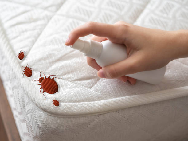 Trusted Keizer, OR Pest Control Experts