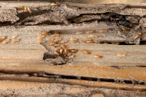 Best Commercial Pest Control Services  in Keizer, OR